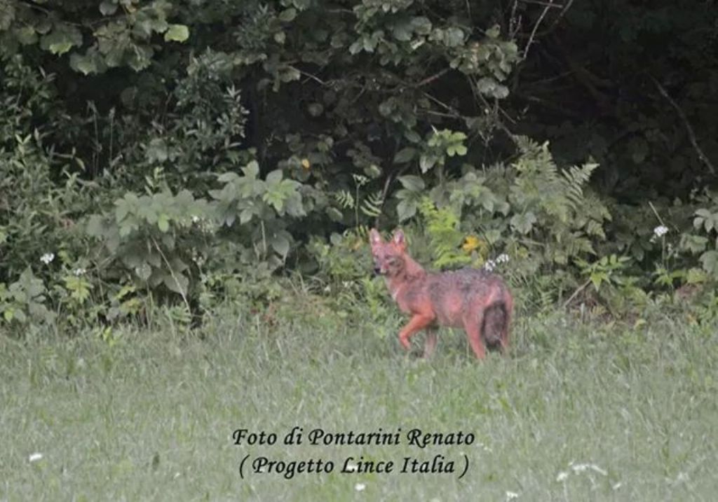 Sciacallo dorato Foresta di Tarvisio